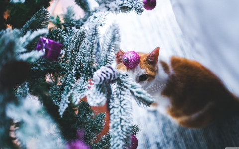 Gato bajo árbol de navidad
