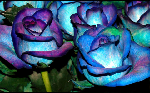Hermosas rosas azules