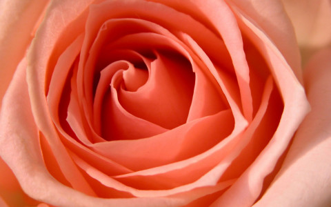Hermosa rosa