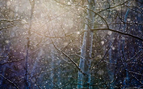 Nevando sobre árboles