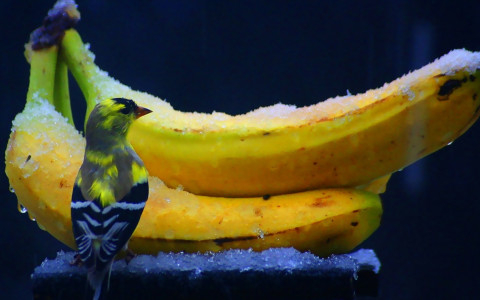 Las bananas y el ave