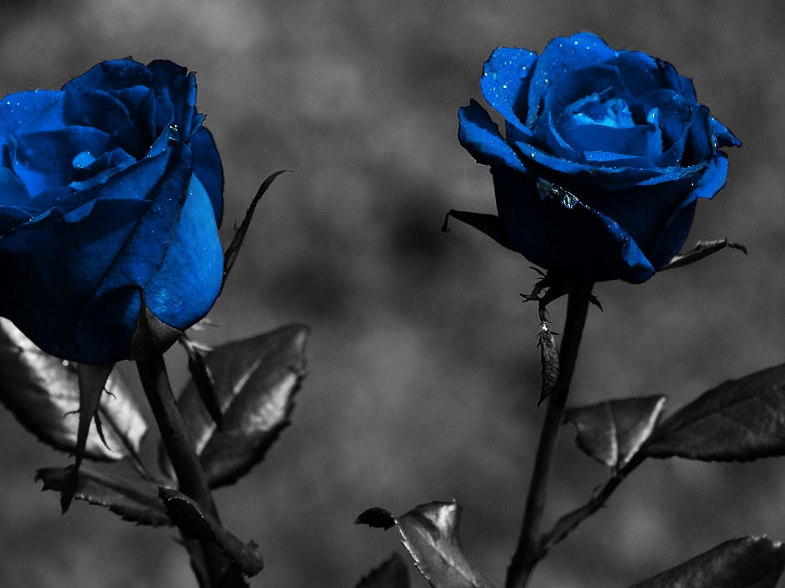 Rosas azules