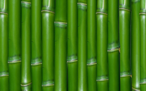 Bambú verde