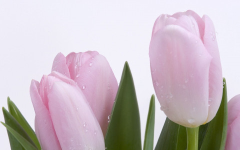 Tulipanes de color rosa