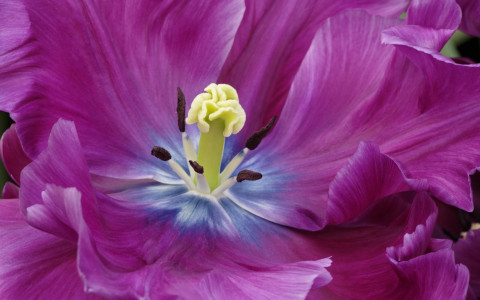 Tulipán púrpura