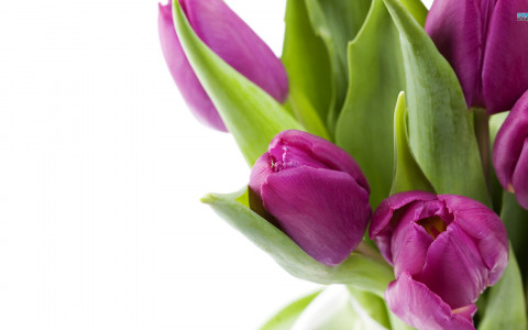 Tulipanes purpura