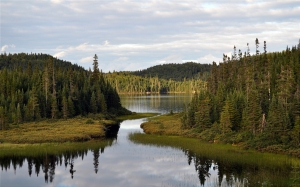 Lago rodeado de pinos