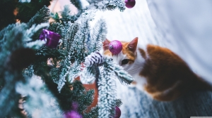 Gato bajo árbol de navidad