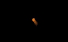Pulpo Naranja nadando en la oscuridad
