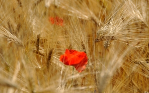Flores en el trigo
