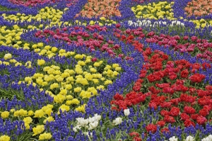 Campo de flores