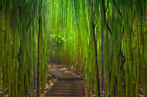 Calzada en bambú