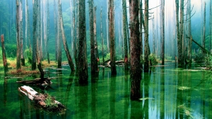 Bosque inundado