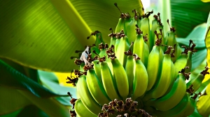 Bananas verdes