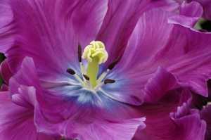 Tulipán púrpura