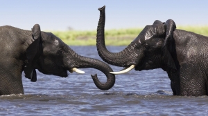 Elefantes jugando