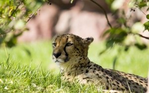 cheetah descansando