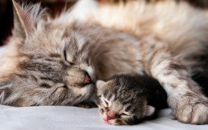 Gatito bebe con su madre