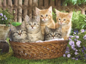 Gaticos en la cesta