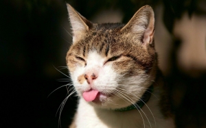 Gato sacando la lengua