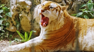 Tigre color oro
