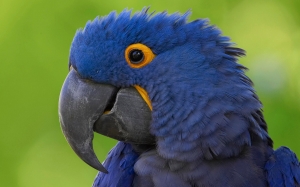 Guacamaya azul