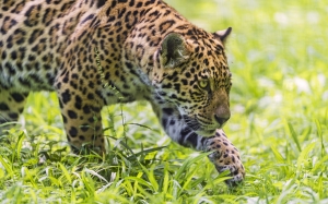 Jaguar Cazando
