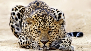 Leopardo asechando