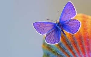 Mariposa violeta