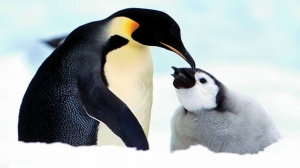Bebe pinguino