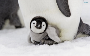 Pinguino chico