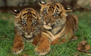 Dos tigres jóvenes