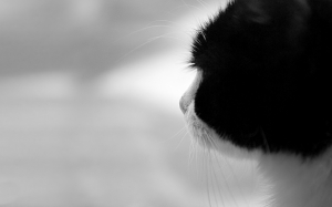Gato Blanco y Negro HD