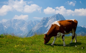Vaca Alpina